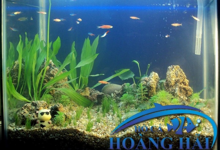 Tại sao nên chọn hồ cá thủy sinh, bạn có biết?